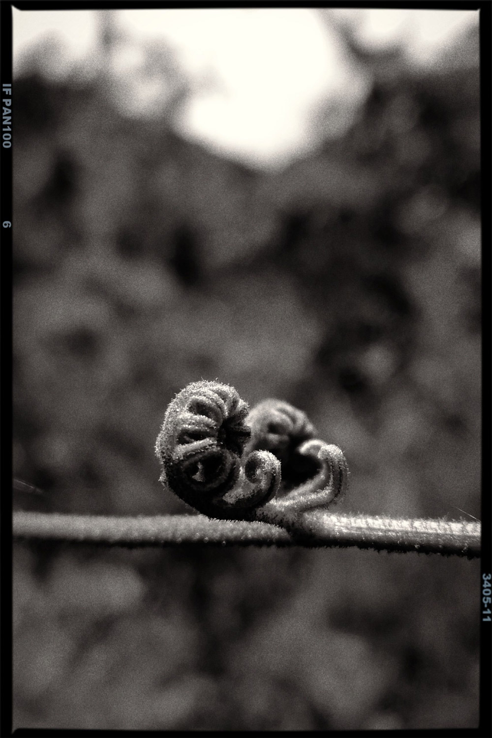 Analog Koru Shot